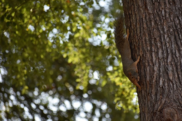 条款显示 条款显示